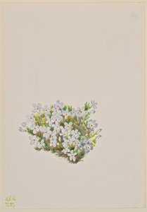 Floks Floks caespitosa, 1937. autorstwa Mary Vaux Walcott