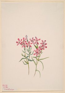 Floks stansburyi autorstwa Mary Vaux Walcott