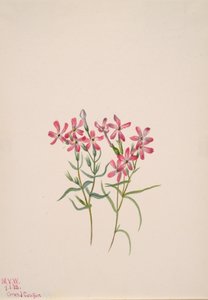 Floks Stansbury, 1938. autorstwa Mary Vaux Walcott