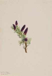 Picea engelmanni autorstwa Mary Vaux Walcott