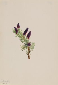 Picea Engelmanni, 1913.