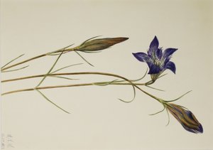 Goryczka wąskolistna (Gentiana porphyrio) autorstwa Mary Vaux Walcott