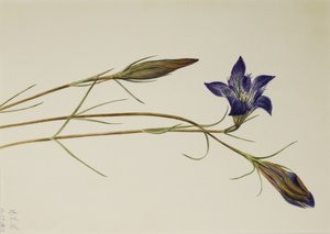 Pinebarren Gentian Gentiana porphyrio, 1923. autorstwa Mary Vaux Walcott