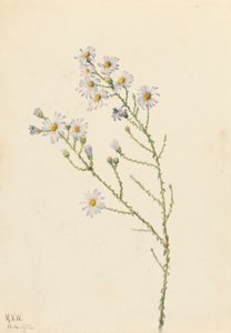 Pineland Aster Aster squarrosus, 1922. autorstwa Mary Vaux Walcott