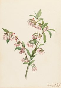 Borówka sosnowa Vaccinium tenellum, 1918. autorstwa Mary Vaux Walcott