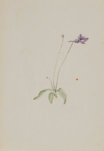 Pinguicula vulgaris autorstwa Mary Vaux Walcott