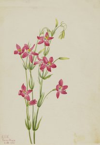 Różowy Centaurus Centaurus venustum, 1925. autorstwa Mary Vaux Walcott