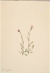 Pchlica różowa (Erigeron jucundus) autorstwa Mary Vaux Walcott