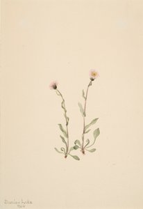 Różowa Fleabane Erigeron jucundus, 1904. autorstwa Mary Vaux Walcott