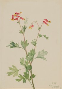 Fumeroot różowy (Capnoides sempervirens) autorstwa Mary Vaux Walcott