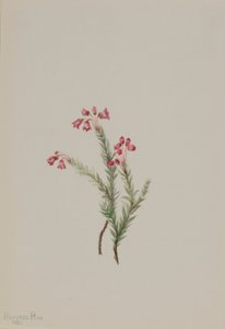 Wrzosiec różowy (Phyllodoce empetriformis) autorstwa Mary Vaux Walcott