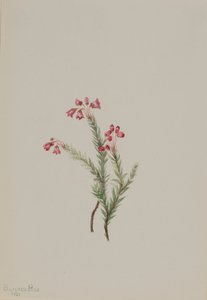 Różowy wrzos Phylodoce empetriformis, 1901. autorstwa Mary Vaux Walcott