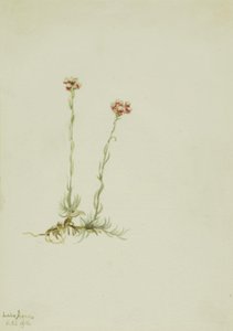 Antenowiec różowy (Antennaria rosea) autorstwa Mary Vaux Walcott