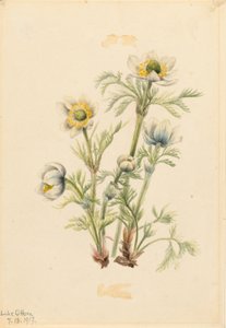 Zawilec pióropusznikowy (Pulsatilla occidentalis) autorstwa Mary Vaux Walcott