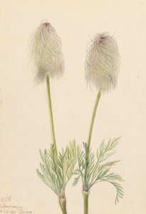 Plume Anemone Pulsatilla occidentalis, 1923. autorstwa Mary Vaux Walcott