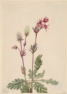 Dymnica preriowa (Sieversia ciliata) autorstwa Mary Vaux Walcott