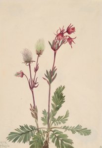 Prairie-Smoke Sieversia ciliata, 1921. autorstwa Mary Vaux Walcott