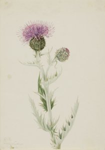 Oset preriowy (Cirsium undulatum) autorstwa Mary Vaux Walcott