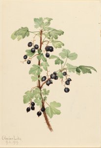Porzeczka kłująca (Ribes lacustre) autorstwa Mary Vaux Walcott