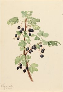 Kolczaste Porzeczkowe Ribes lacustre, 1919.