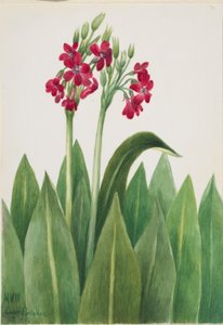 Pierwiosnek lekarski (Primula parryi) autorstwa Mary Vaux Walcott