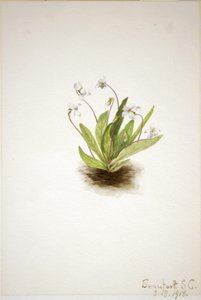 Fiołek pierwiosnka (Viola primulifolia) autorstwa Mary Vaux Walcott