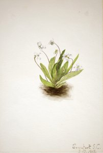 Primrose Violet Viola primulifolia, 1918. autorstwa Mary Vaux Walcott