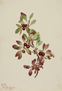 Pardwa alpejska (Arctous alpina) autorstwa Mary Vaux Walcott
