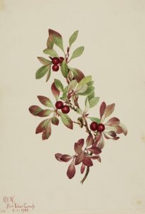 Ptarmiganperry Arktus alpina, 1922. autorstwa Mary Vaux Walcott