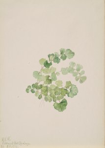 Ruderale Lithospermum Puccoon, 1923. autorstwa Mary Vaux Walcott