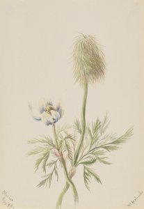 Pulsatilla occidentalis, 1899. autorstwa Mary Vaux Walcott
