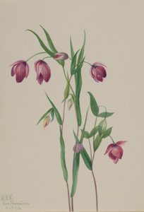 Fioletowa latarnia morska (Calochortus anoenum) autorstwa Mary Vaux Walcott