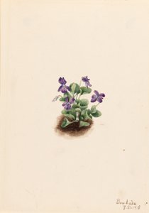 Fiolet górski (Viola adunca) autorstwa Mary Vaux Walcott