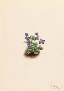 Purpurowa górska fioletowa Viola adunca, 1918.