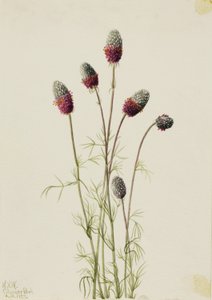 Petalostemon purpureum (Purpureum Purple Prairieclover) autorstwa Mary Vaux Walcott
