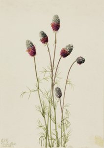 Fioletowy Prairieclover Petalostemon purpureum, 1927. autorstwa Mary Vaux Walcott