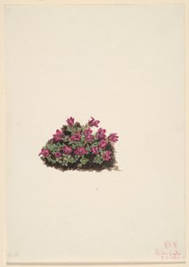 Skalnica purpurowa (Saxifraga oppositifolia) autorstwa Mary Vaux Walcott