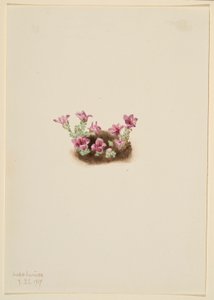 Skalnica purpurowa (Saxifrage oppositifolia) autorstwa Mary Vaux Walcott