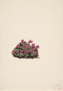 Purpurowa skalnica Saxifraga oppositifolia, 1924. autorstwa Mary Vaux Walcott