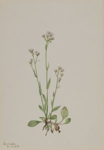 Pussy-Toes Antennaria racemosa, 1918. autorstwa Mary Vaux Walcott