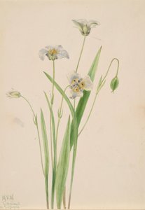 Uszy uszy Calochortus elegans, 1923.