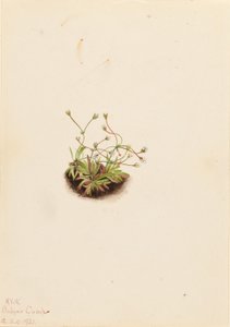 Androsace pigmejski (Androsace subumbellata) autorstwa Mary Vaux Walcott