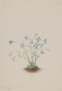 Quakerladies (Houstonia caerulea) autorstwa Mary Vaux Walcott
