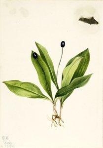 Jaskier kosmaty (Clintonia uniflora) autorstwa Mary Vaux Walcott