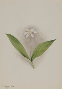 Queencup Clintonia uniflora, 1902. autorstwa Mary Vaux Walcott
