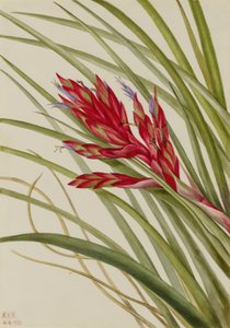 Tillandsia fasciculata (Tillandsia fasciculata) autorstwa Mary Vaux Walcott