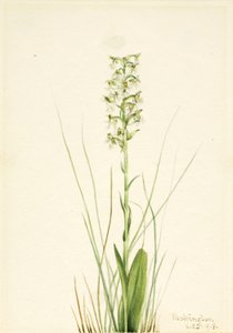 Storczyk kędzierzawy (Habenaria lacera) autorstwa Mary Vaux Walcott