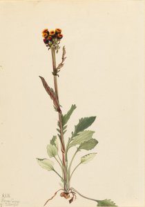 Stokłosa bezostna (Senecio pauciflorus) autorstwa Mary Vaux Walcott