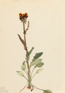Rayless Groundsel Senecio pauciflorus, 1921. autorstwa Mary Vaux Walcott