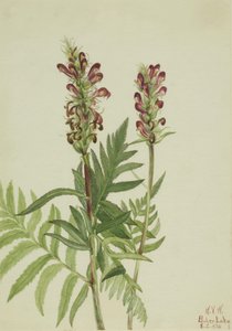Kask czerwony (Pedicularis bracteosa) autorstwa Mary Vaux Walcott